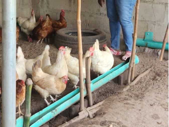 Meet Adeorike Oluwagbenro, CEO of an integrated farm of vegetables and poultry